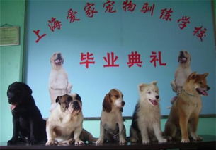 北京哪家训犬学校比较好,请给个真实点的回答 