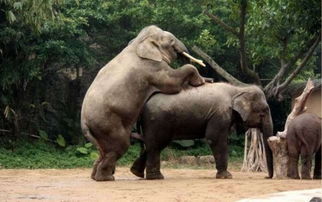 实拍罕见动物性行为 令人瞠目的大象交配 