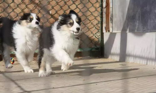 智商第一却做不了警犬 边牧,原来你是这样的狗