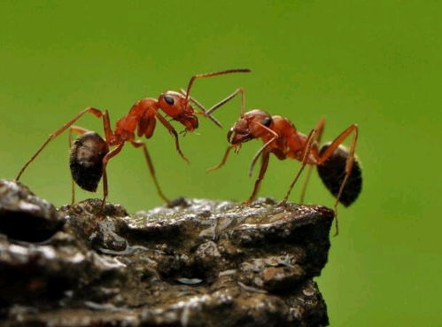 杀蚂蚁有效的方法