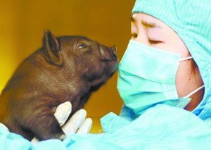 异种移植日本研究将猪胰岛细胞移植到人体 图片信息欣赏 图客 Tukexw Com
