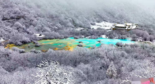 游客踩踏黄龙景区钙化滩流 景区通报 巡护人员现场已制止并劝导其离开