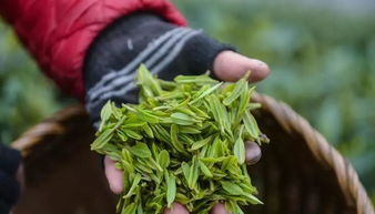 杭州的龙井茶批多少一斤