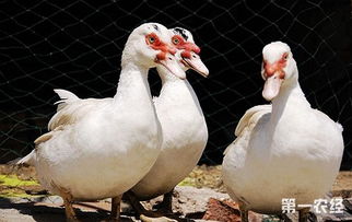 为什么白番鸭比黑番鸭贵 白番鸭养殖技术与管理