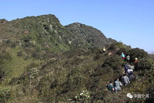 梅子干坝子丨香如兰桂 摆尾箐茶 天水一色 干坝子山