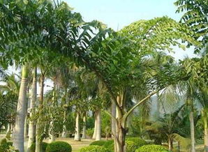 西谷椰子树的介绍 