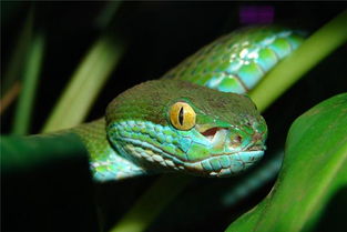 梦见青色的大蟒蛇是什么意思梦到青色的大蟒蛇好不好(梦到青绿色的大蟒蛇)