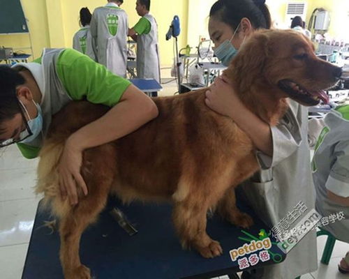 北京宠物美容学习怎样 哪家教的好