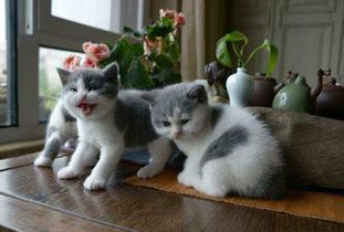 英短猫老是吃猫砂,英短猫吃猫砂可以打吗