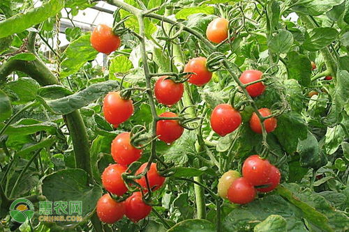 种植西红柿目前最好的是哪个品种