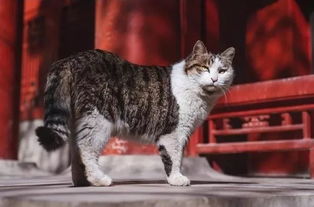 摄影师拍的故宫里的流浪猫,不愧是皇家猫,果然气度不凡 