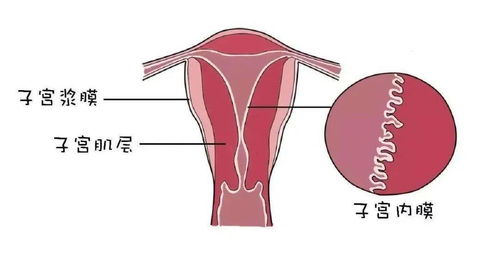 子宫内膜薄影响怀孕吗 低于这个数你就要注意了