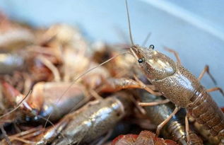 淡水小龙虾养殖技术,淡水小龙虾家庭怎么养殖