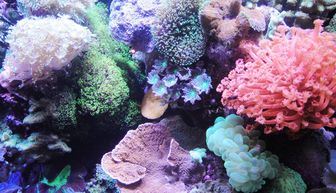 过度捕捞 富营养化污染等因素致全球珊瑚礁数量下降