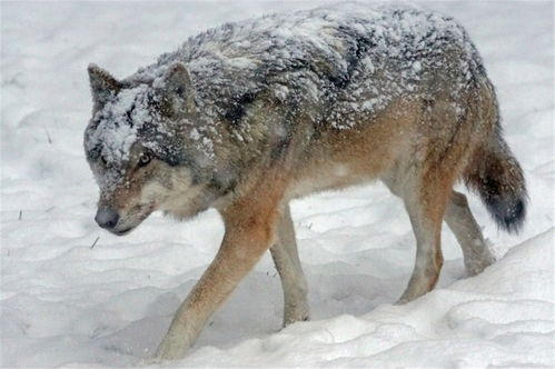 俄罗斯一头野狼盯上小男孩,狗为救主人拼命扑向狼,最后被狼咬死