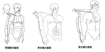 学中医必知何为十二经络,何为阴经 阳经 