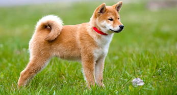 日本秋田犬保存会提出向奥运花滑冠军扎娃赠送秋田犬 