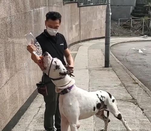 120斤大丹犬散步暴冲 训犬师训练一个月后变化让人吃惊