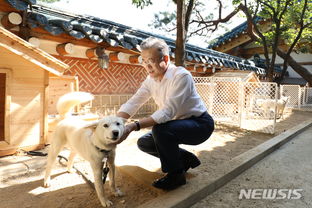 金正恩送韩国的丰山犬生6个宝宝 青瓦台晒近照