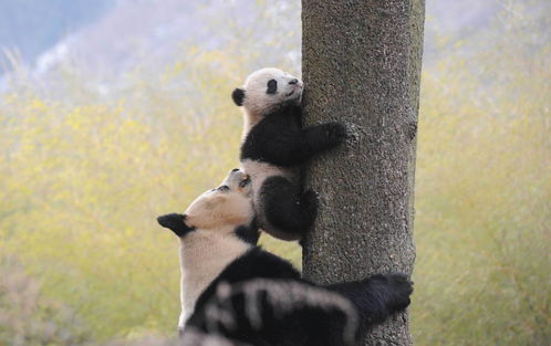 探秘 大熊猫野化训练