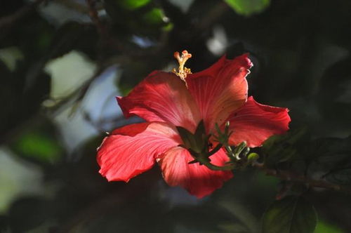 2021年8月,桃花来袭,真爱现身,遇见良缘