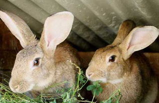 野兔和家兔有什么区别