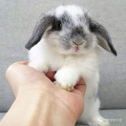 怎样帮兔兔剪指甲 