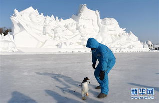 企鹅逛 雪博 