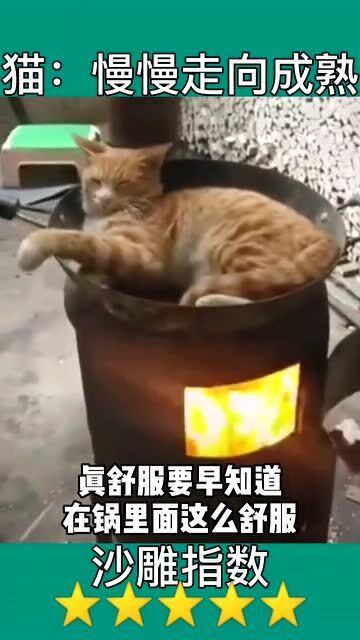 见过铁锅炖猫咪的吗 