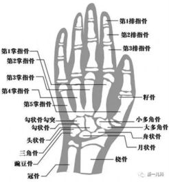 测骨龄的专业机构可信吗(测骨龄的是什么科)