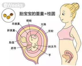 超详细的 胎儿各周成长标准数值 胎儿体重测算公式 