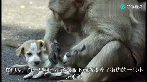 一只猴子收养了一只流浪小狗,感动了千万网友 