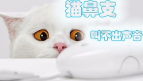 猫咪感冒可以吃连花清瘟吗
