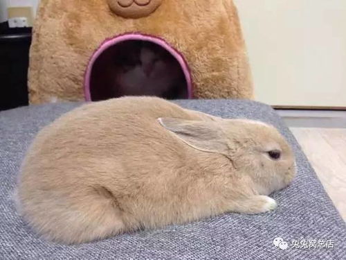 兔子睡姿解析 