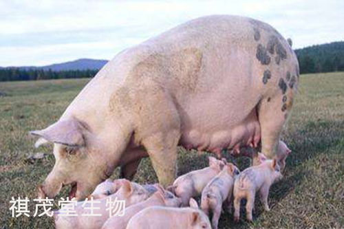 养猪人注意了 要了解母猪泌乳的过程,提高母猪泌乳能力就用杜仲叶提取物 仔猪 