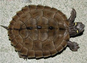 地图龟能长几斤？