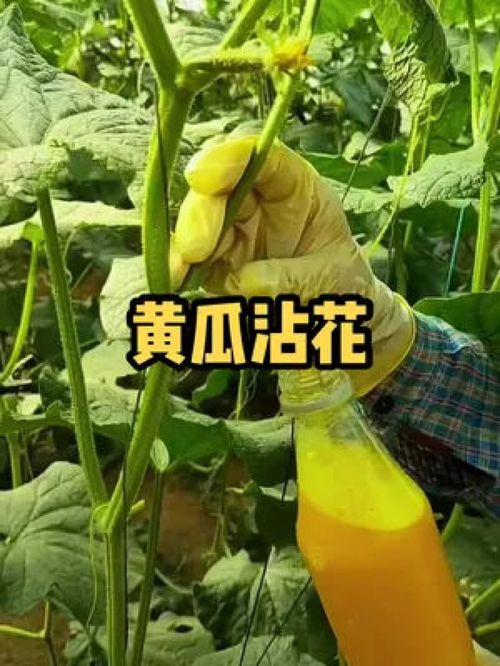 黄瓜沾花过程 农业种植技术 种植小技巧 