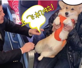 超暖心 国内航空公司允许 情感抚慰犬 坐飞机了
