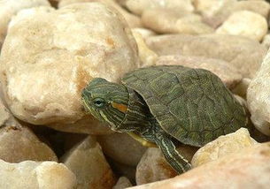 巴西龟冬天放水里会冻死吗 