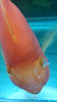 鹦鹉鱼眼睛有白膜？