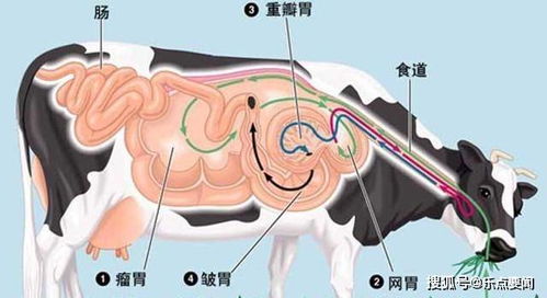 营养更加丰富的马肉,为什么不像牛羊肉那样受欢迎呢