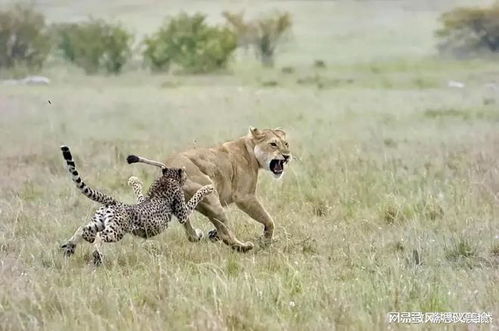 非洲猛兽排位,鬣狗和花豹正在争老二,野犬过来说小猫们都让一让