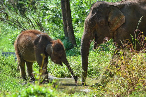 云南亚洲象群继续往北 中国太保连续十年承保普洱地区野生动物肇事公众责任保险