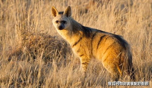 因名字常被误解的几种野生动物,实际网友对其了解甚少