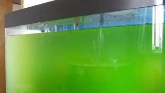 航泰水族 为什么鱼缸水是绿水的 有什么危害吗