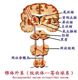 吃西比灵半个月手抖是副作用吗，那个椎体外反应