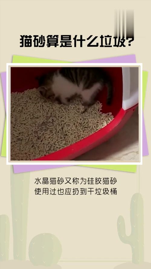 猫砂算什么垃圾分类 你记住了吗 