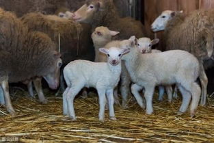 养羊养出 不育症 丨养羊户注意,这个病不仅感染羊,还能传给人 