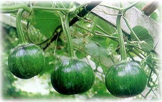 南瓜的常见品种,南瓜有几种品种？