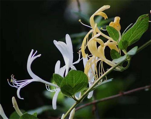 植物冷知识科普 金银花为了什么变色 纯粹是为了吸引昆虫授粉吗